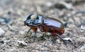 Male Rhinoceros beetle.