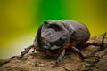 Male of rhinoceros beetle Oryctes Nasicornis Royalty Free Stock Photo