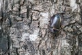 Male Rhinoceros beetle