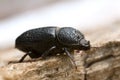 Male rhinoceros beetle, Sinodendron cylindricum on wood Royalty Free Stock Photo