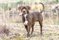 Male Rhodesian Hound Pointer Lab mix breed dog outside on a leash