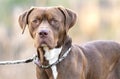 Male Rhodesian Hound Pointer Lab mix breed dog outside on a leash