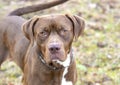 Male Rhodesian Hound Pointer Lab mix breed dog outside on a leash wagging tail Royalty Free Stock Photo