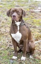 Male Rhodesian Hound Pointer Lab mix breed dog sitting down outside on a leash, vertical composition