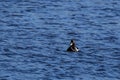 Male Ring-Necked Duck in Blue Water Royalty Free Stock Photo