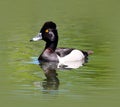 Male Ring-Necked Duck