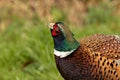 Male Ring necked Pheasant cock bird  phasianus colchicus  head looking upwards against blurred grass background Royalty Free Stock Photo