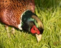 Male Ring-necked Pheasant cock pecking food on grasses Royalty Free Stock Photo