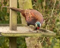 Male Ring necked Pheasant cock perched on large bird table feeding on seeds Royalty Free Stock Photo