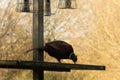 Male Ring necked Pheasant cock (phasianus colchicus) standing on a wooden surface in the shadows Royalty Free Stock Photo