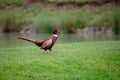 Male ring necked pheasant