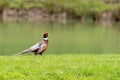 Male ring necked pheasant