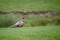 Male ring necked pheasant