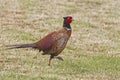 Male Ring-necked Pheasant, Phasianus colchicus Royalty Free Stock Photo