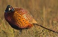 Male Ring-necked Pheasant, Phasianus colchicus, close up Royalty Free Stock Photo