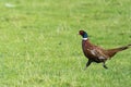 Male Ring Necked Pheasant Phasianus colchicus running Royalty Free Stock Photo