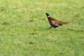 Male Ring Necked Pheasant Phasianus colchicus running Royalty Free Stock Photo