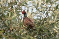 Male Ring-necked Pheasant Phasianus colchicus Royalty Free Stock Photo