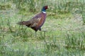 Male Ring Necked Pheasant Phasianus colchicus Royalty Free Stock Photo