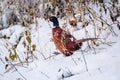 Male ring-necked pheasant in snow Phasianus colchicus Royalty Free Stock Photo