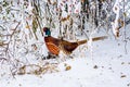 Male ring-necked pheasant in snow Phasianus colchicus Royalty Free Stock Photo
