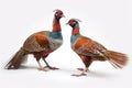 Displaying Male Ring-necked Pheasants Isolate on white Background.