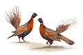 Displaying Male Ring-necked Pheasants Isolate on white Background.