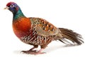 Displaying Male Ring-necked Pheasants Isolate on white Background.