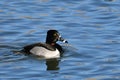 Male Ringed-neck duck on lake Royalty Free Stock Photo