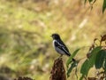 Hooded Robin in New South Wales Australia