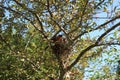 A male Robin feeding two babies in a nest in a Crabapple tree in Wisconsin