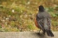 Male Robin-planning Royalty Free Stock Photo