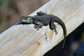 Male rock agama lizard Agama atra, Cape of Good Hope, South Africa