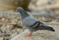 Male Rock Pigion (Columba livia) Royalty Free Stock Photo