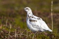 Male Rock Ptarmigan in fall tundra in winter