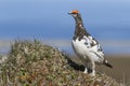 Male Rock ptarmigan which stands on the Royalty Free Stock Photo