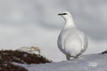 Male Rock ptarmigan which stands on the snow on the edge of the Royalty Free Stock Photo