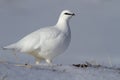 A male Rock ptarmigan in winter dress standing in a snowy tundra Royalty Free Stock Photo