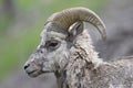 Male Rocky Mountain Bighorn Sheep - Banff National Park, Canada Royalty Free Stock Photo