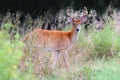 A male roe deer Royalty Free Stock Photo