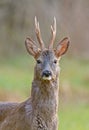 Male roe deer Royalty Free Stock Photo