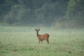 Male Roe Deer buck with large antlers approaching on meadow. Male mammal with orange fur walking through grass at sunrise Royalty Free Stock Photo