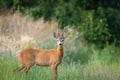 Male roe deer, buck standing in summer grass and looking at the camera Royalty Free Stock Photo