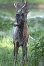 Male Roe Deer (Capreolus capreolus) Royalty Free Stock Photo