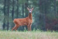 Male roe deer capreolus capreolus buck on meadow. Royalty Free Stock Photo