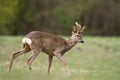 Male roe deer Capreolus capreolus Majestic roe deer, capreolus capreolus, approaching on green meadow