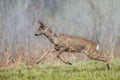 Male roe deer Capreolus capreolus Majestic roe deer