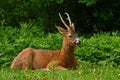 A male Roe Deer, Capreolus capreolus in rest with the tongue out an early morning. Royalty Free Stock Photo