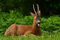 A male Roe Deer, Capreolus capreolus in rest with the tongue out an early morning. Royalty Free Stock Photo