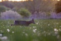 Male roe deer Capreolus capreolus in summer among a dandelion field in a wonderful evening light.